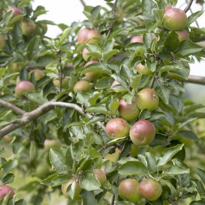 Cideräpple, Dabinett, stam M111 2 års co