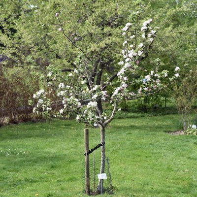 Äpple, Familjeträd, stam A2 C10