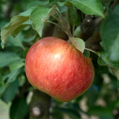 Äpple, Gyllenkroks Astrakan E, Östergötlands Landskapsäpple, stam A2 C10