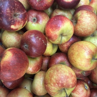 Malus domestica Ingrid Marie