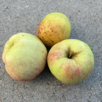Malus domestica Konfetnoje