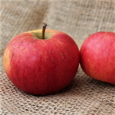 Malus domestica Korobovka, Äpple, stam A2 C10