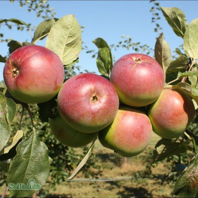 Malus domestica Linda, Äpple, stam A2 C10