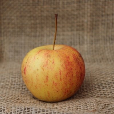 Höstäpple, Päronäpple, Moskvas Päronäpple, stam A2 2 års co