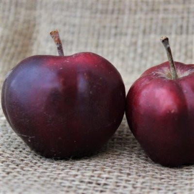 Malus domestica Pekka, Äpple, stam A2 C10