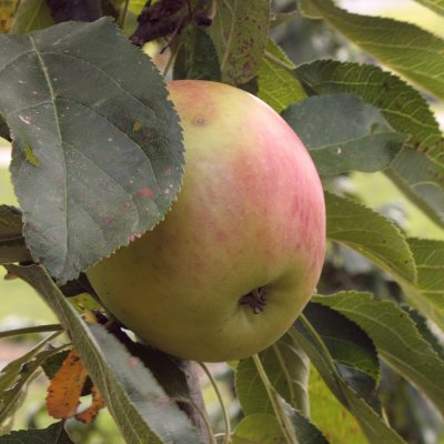 Pelaräpple, Redcats, stam MM106 2-års