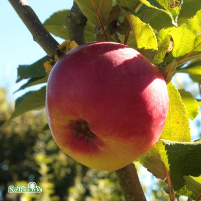Malus domestica Röd Kanel, Härjedalens Landskapsäpple, stam A2 C10