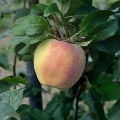 Sommaräpple, Silva E, Norrbottens Landskapsäpple, Låg Stam, stam P60 C10