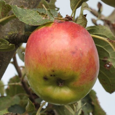 Pelaräpple, Suncats, stam MM106 2-års