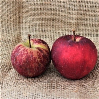 Malus domestica Tobias, Äpple Låg Stam, stam P 60 C10