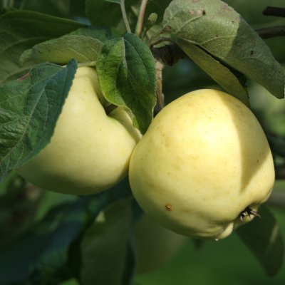 Äpple, Transparente Blanche E, Västerbottens Landskapsäpple, stam A2 C10