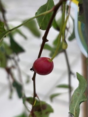 Malus Fontana, Prydnadsapel