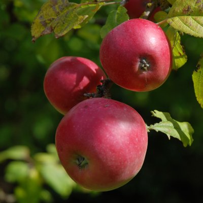 Vinteräpple, Melonäpple/Citron, Blekinges Landskapsäpple, stam A2 C10