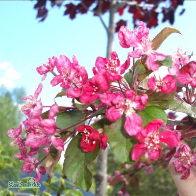 Malus Liset, Purpurapel, 90-110 stam co