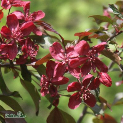 Malus purpurea Royalty, Purpurapel, 120 stam C10