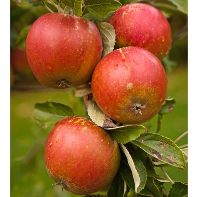 Vinteräpple, Queen Cox (Cox´s Orange Queen), stam A2 C10