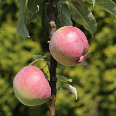Malus domestica Ballerina Red River ®