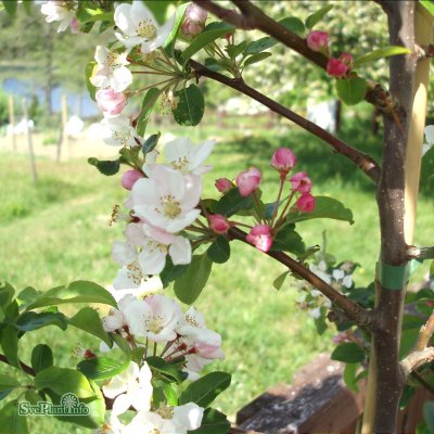 Malus Red Sentinel, Prydnadsapel, 80 stam C5