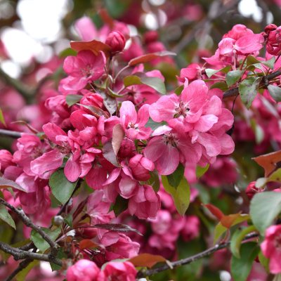Malus Royal Beauty, Prydnadsapel, 120 stam C7,5