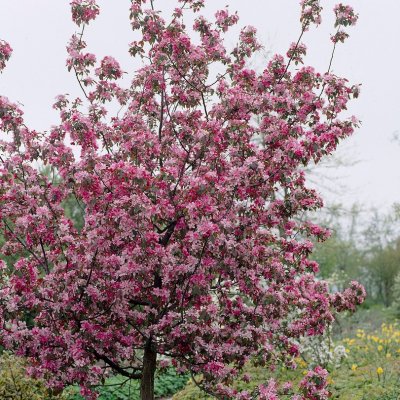 Malus Rudolph, Prydnadsapel, 120 stam C7,5