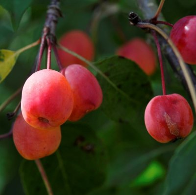 Malus Rudolph, Prydnadsapel, 120 stam C7,5