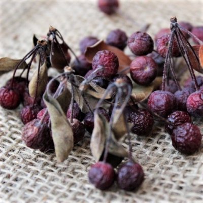 Malus Stenström E, Purpurapel
