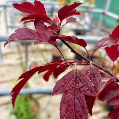 Malus toringo Freja ®