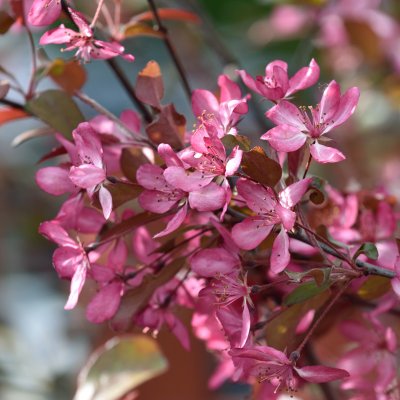 Malus toringo Freja ®, Prydnadsapel, 90-110 stam co