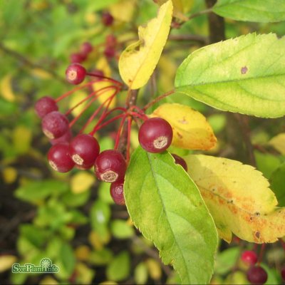 Malus toringo var. sargentii, Bukettapel 10-pack, 30-50 barrot