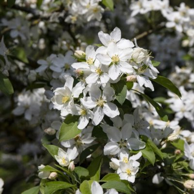 Malus White Angel