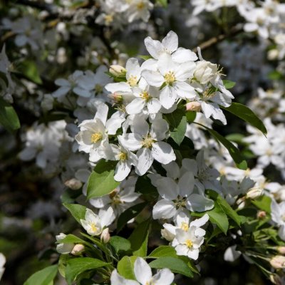 Malus White Angel, Prydnadsapel, 120 stam C7,5