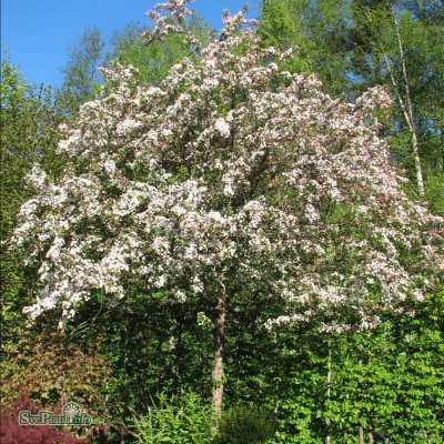 Malus x zumi Professor Sprenger, Paradisäpple/Korallapel, 90-110 stam co
