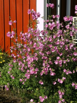Malva alcea Fastigiata, Rosenmalva