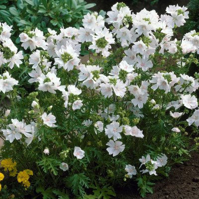 Malva moschata Alba, Myskmalva