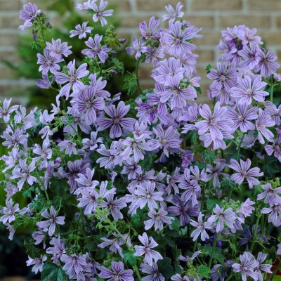 Malva sylvestris Primley Blue, Malva, P9cm