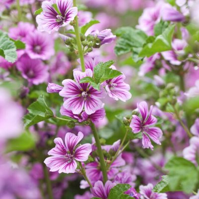 Malva sylvestris Zebrina, Malva, P9cm