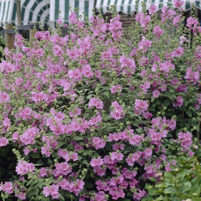 Malva thuringiaca Candy Floss