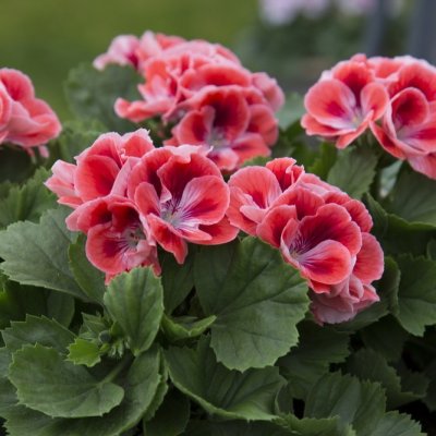 Pelargonium grandiflorum Mandarin ®