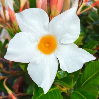 Mandevilla sanderi Divina ® Prime White