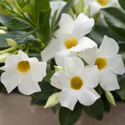 Mandevilla sanderi Divina ® Prime White