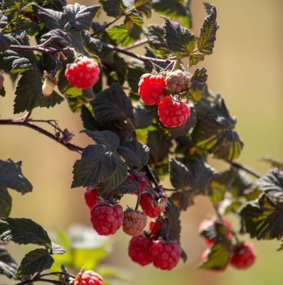 Rubus idaeus Maria, Hallon, C3