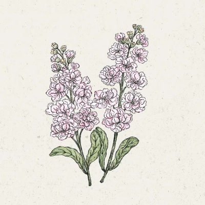 Lövkoja, Sommar-, Iron Cherry Blossom