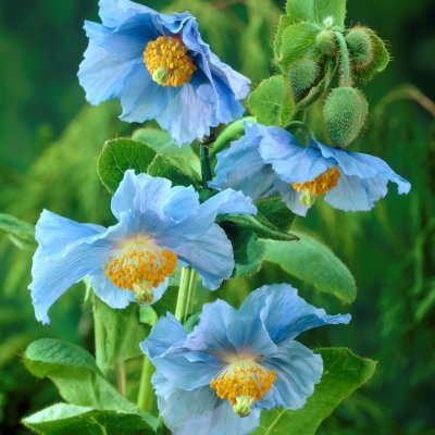 Meconopsis baileyi (betonicifolia), Blå Bergvallmo