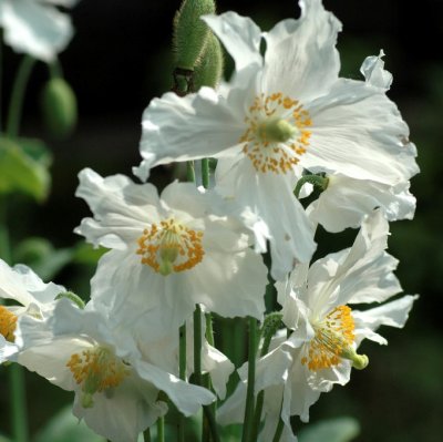 Meconopsis baileyi (betonicifolia) Alba, Bergvallmo, SQ1