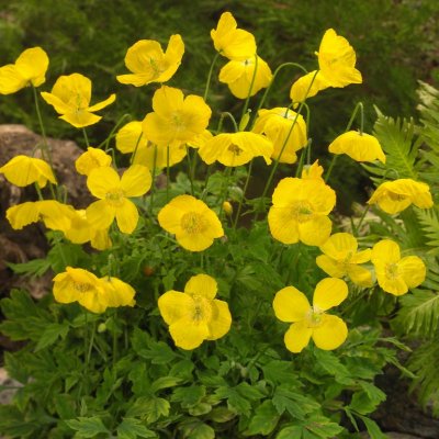 Papaver cambricum (Meconopsis cambrica), Engelsk Vallmo, P9cm