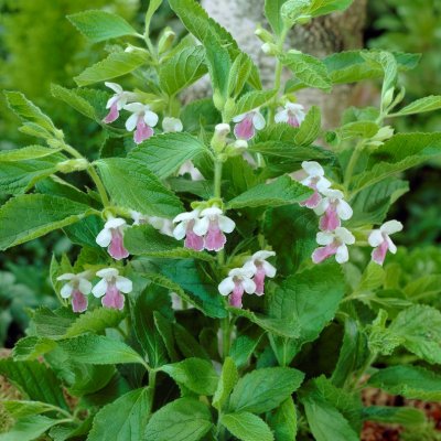 Melittis melissophyllum Royal Velvet Distinction ®, Honungsmynta, P9cm