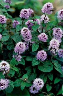Mentha aquatica, Vattenmynta, P9cm
