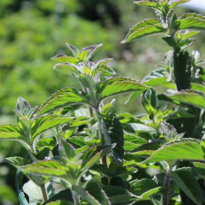 Mentha spicata Hillarys Sweet Lemon, Citronmynta, C13cm