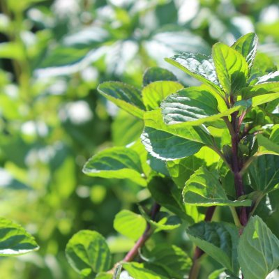 Mentha spicata Orange, Apelsinmynta, C13cm