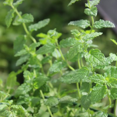 Mentha spicata Strawberry, Jordgubbsmynta, C13cm